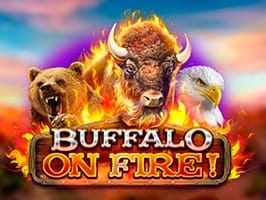 Buffalo On Fire thumbnail